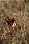 <img100*0:stuff/z/73640/monarchs/i1259723614_3.jpg>