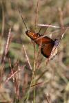 <img100*0:stuff/z/73640/monarchs/i1259723614_4.jpg>