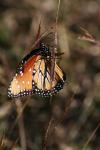 <img100*0:stuff/z/73640/monarchs/i1259723614_5.jpg>