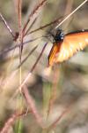<img100*0:stuff/z/73640/monarchs/i1259723614_6.jpg>