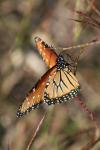 <img100*0:stuff/z/73640/monarchs/i1259723614_7.jpg>