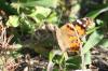 <img100*0:stuff/z/73640/monarchs/i1259723614_8.jpg>