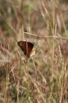 <img100*0:stuff/z/73640/monarchs/i1259723614_9.jpg>