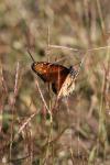 <img100*0:stuff/z/73640/monarchs/i1259723615_10.jpg>