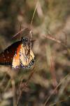 <img100*0:stuff/z/73640/monarchs/i1259723615_11.jpg>