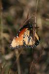 <img100*0:stuff/z/73640/monarchs/i1259723615_12.jpg>