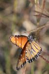 <img100*0:stuff/z/73640/monarchs/i1259723615_13.jpg>