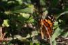 <img100*0:stuff/z/73640/monarchs/i1259723615_14.jpg>