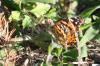 <img100*0:stuff/z/73640/monarchs/i1259723615_15.jpg>