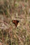 <img100*0:stuff/z/73640/monarchs/i1259723615_16.jpg>