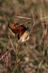 <img100*0:stuff/z/73640/monarchs/i1259723615_17.jpg>