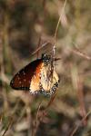 <img100*0:stuff/z/73640/monarchs/i1259723615_18.jpg>