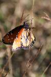 <img100*0:stuff/z/73640/monarchs/i1259723615_19.jpg>