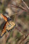 <img100*0:stuff/z/73640/monarchs/i1259723615_20.jpg>