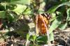 <img100*0:stuff/z/73640/monarchs/i1259723615_21.jpg>