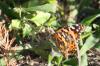 <img100*0:stuff/z/73640/monarchs/i1259723615_22.jpg>