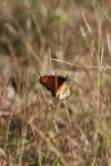 <img100*0:stuff/z/73640/monarchs/i1259723615_23.jpg>