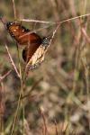 <img100*0:stuff/z/73640/monarchs/i1259723615_24.jpg>
