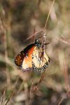 <img100*0:stuff/z/73640/monarchs/i1259723616_25.jpg>