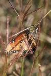 <img100*0:stuff/z/73640/monarchs/i1259723616_26.jpg>