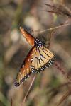<img100*0:stuff/z/73640/monarchs/i1259723616_27.jpg>