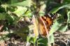 <img100*0:stuff/z/73640/monarchs/i1259723616_28.jpg>