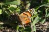 <img100*0:stuff/z/73640/monarchs/i1259723616_29.jpg>