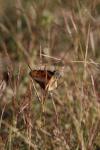 <img100*0:stuff/z/73640/monarchs/i1259723616_30.jpg>