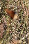 <img100*0:stuff/z/73640/monarchs/i1259723616_31.jpg>