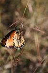 <img100*0:stuff/z/73640/monarchs/i1259723616_32.jpg>