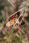 <img100*0:stuff/z/73640/monarchs/i1259723616_33.jpg>