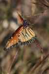 <img100*0:stuff/z/73640/monarchs/i1259723616_34.jpg>