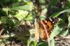 <img100*0:stuff/z/73640/monarchs/i1259723616_35.jpg>