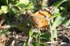 <img100*0:stuff/z/73640/monarchs/i1259723616_36.jpg>