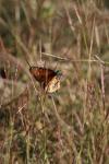 <img100*0:stuff/z/73640/monarchs/i1259723616_37.jpg>