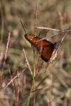 <img100*0:stuff/z/73640/monarchs/i1259723616_38.jpg>