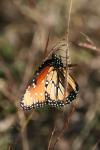 <img100*0:stuff/z/73640/monarchs/i1259723616_39.jpg>