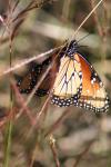 <img100*0:stuff/z/73640/monarchs/i1259723616_40.jpg>