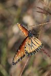 <img100*0:stuff/z/73640/monarchs/i1259723617_41.jpg>