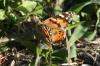 <img100*0:stuff/z/73640/monarchs/i1259730448_2.jpg>
