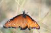 <img100*0:stuff/z/73640/monarchs/i1259730448_3.jpg>