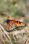 <img100*0:stuff/z/73640/monarchs/i1259730448_4.jpg>