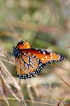 <img100*0:stuff/z/73640/monarchs/i1259730449_10.jpg>