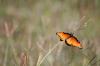 <img100*0:stuff/z/73640/monarchs/i1259730449_11.jpg>