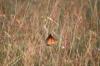 <img100*0:stuff/z/73640/monarchs/i1259730449_12.jpg>