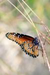 <img100*0:stuff/z/73640/monarchs/i1259730449_5.jpg>
