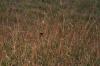 <img100*0:stuff/z/73640/monarchs/i1259730449_6.jpg>