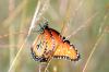 <img100*0:stuff/z/73640/monarchs/i1259730449_7.jpg>