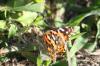 <img100*0:stuff/z/73640/monarchs/i1259730449_8.jpg>