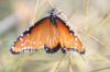 <img100*0:stuff/z/73640/monarchs/i1259730449_9.jpg>